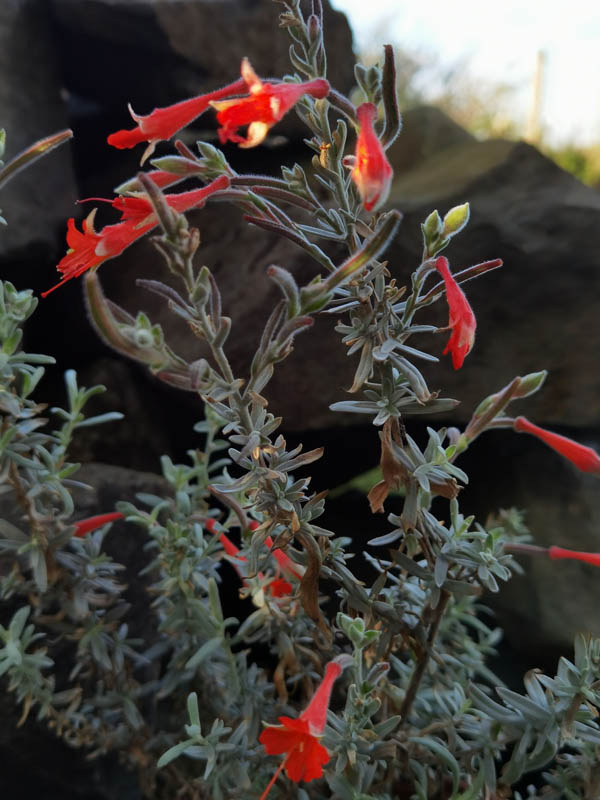 Epilobium canum ssp canum 'Olbrich Silver'
